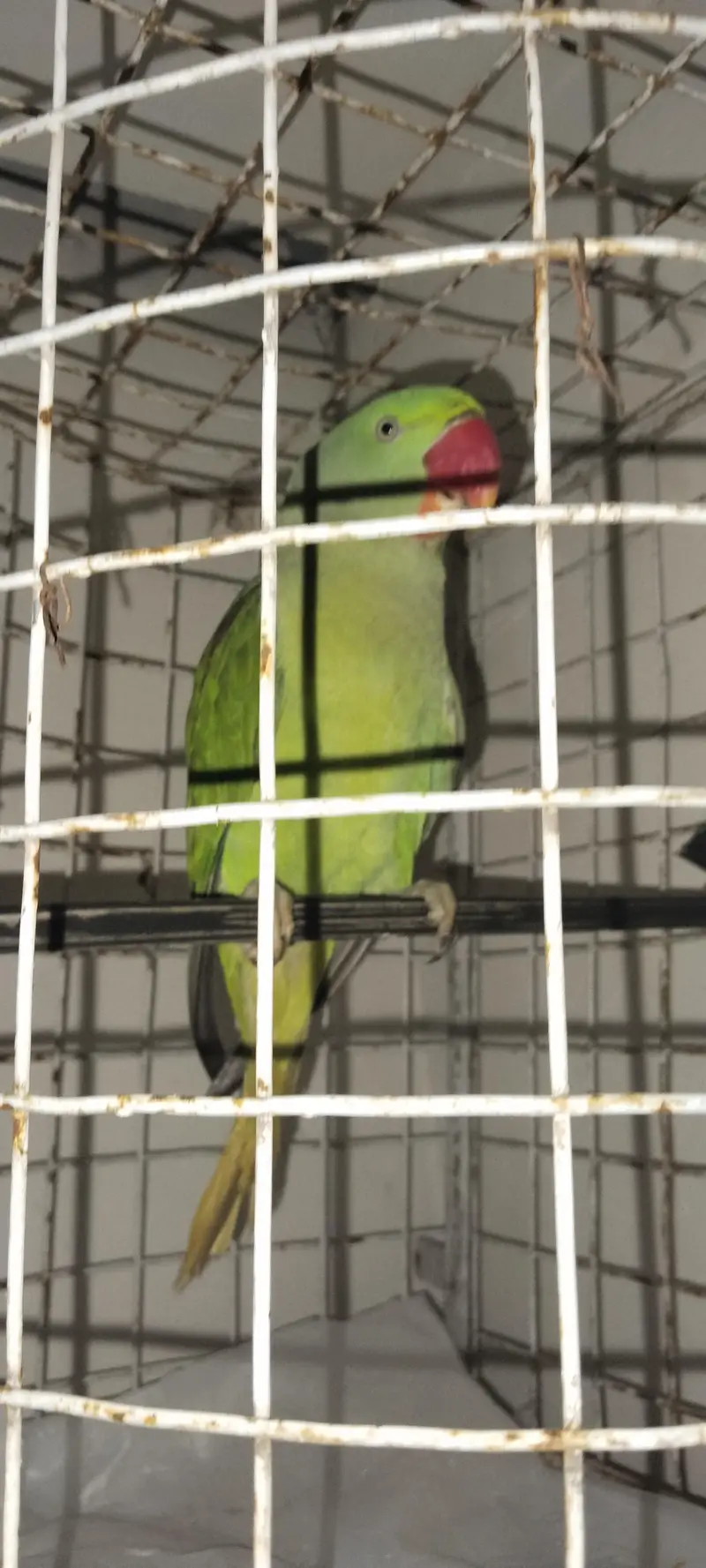 Kashmiri raw ringneck — photo 4