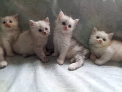 Persian kittens available tripple coated active