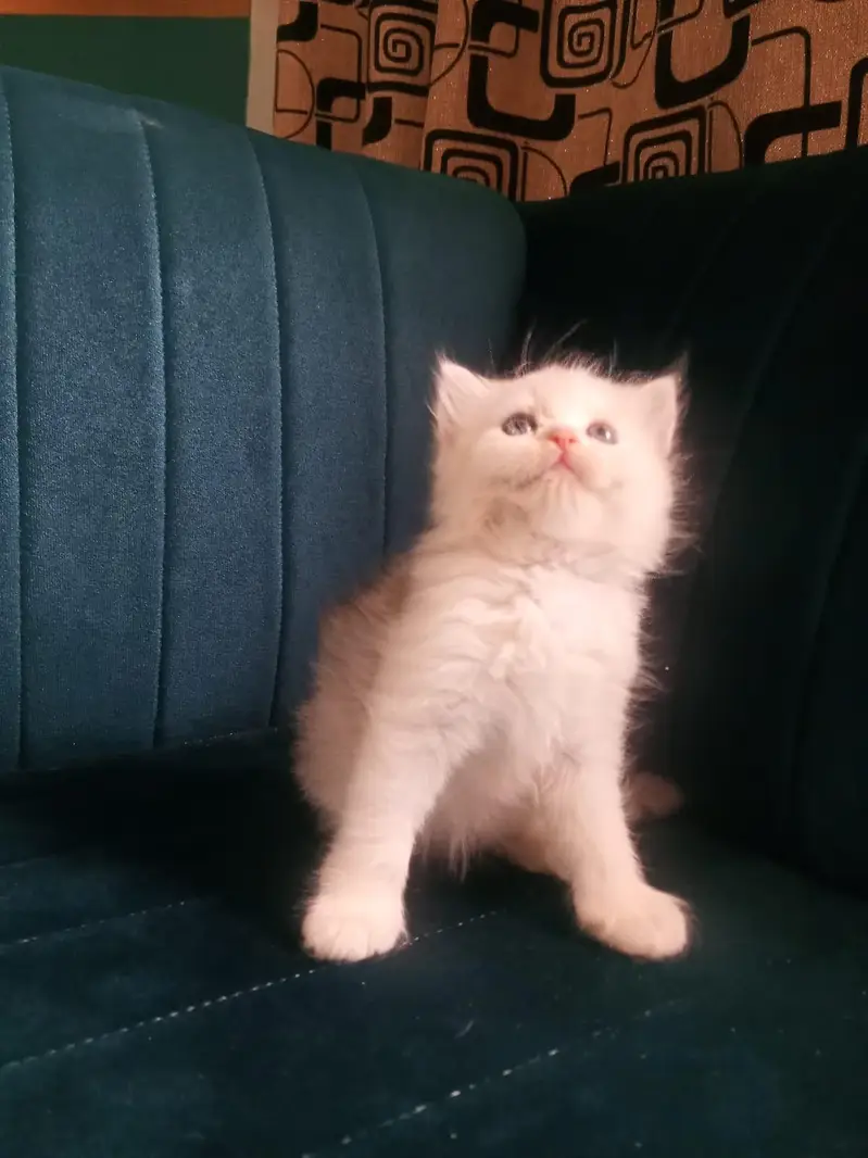 Persian kittens available tripple coated active — photo 2