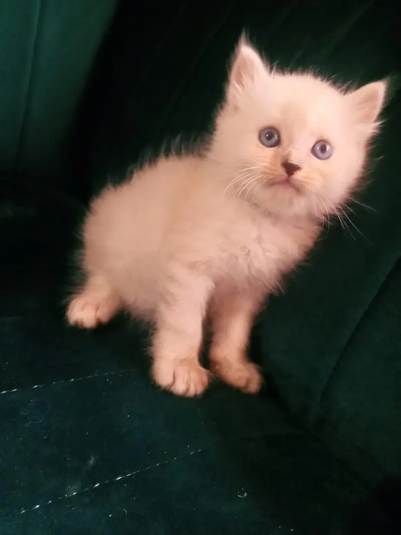 Persian kittens available tripple coated active — photo 3