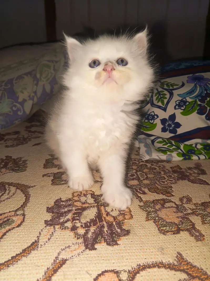 Persian kittens available tripple coated active — photo 4