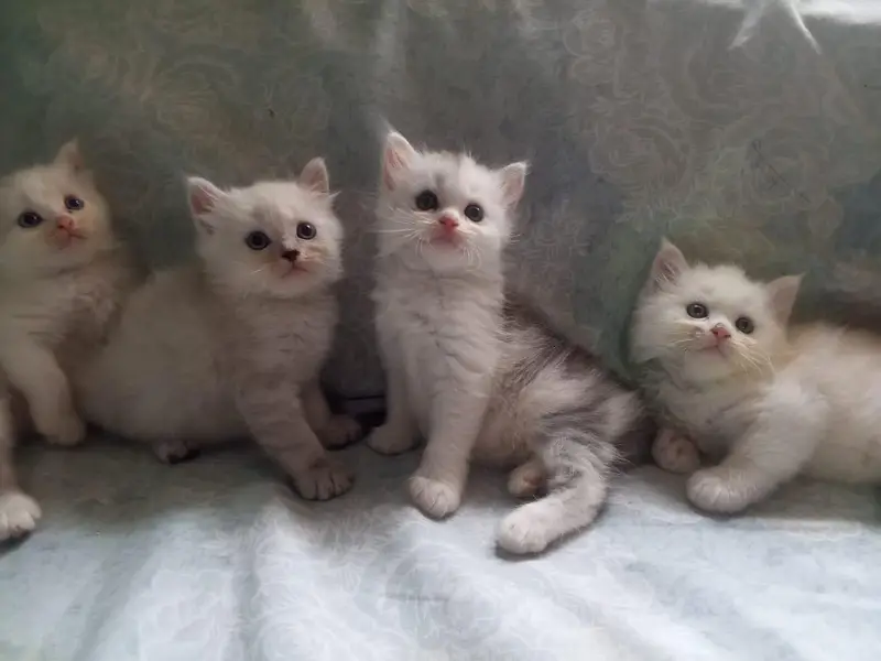 Persian kittens available tripple coated active — photo 5