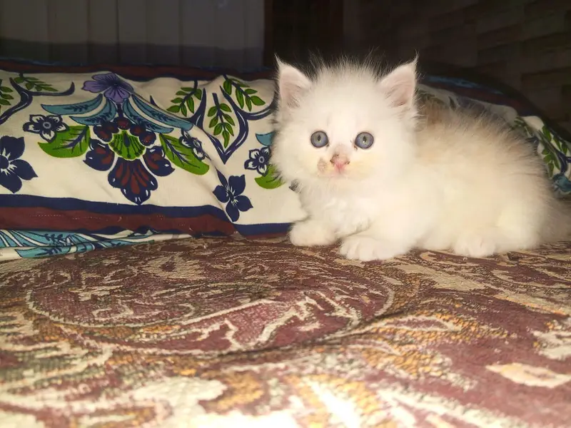Persian kittens available tripple coated active — photo 6
