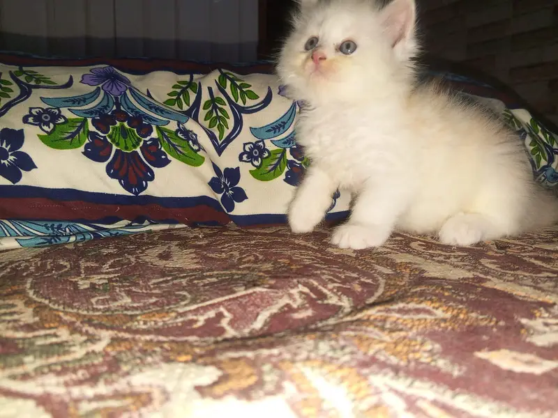 Persian kittens available tripple coated active — photo 7