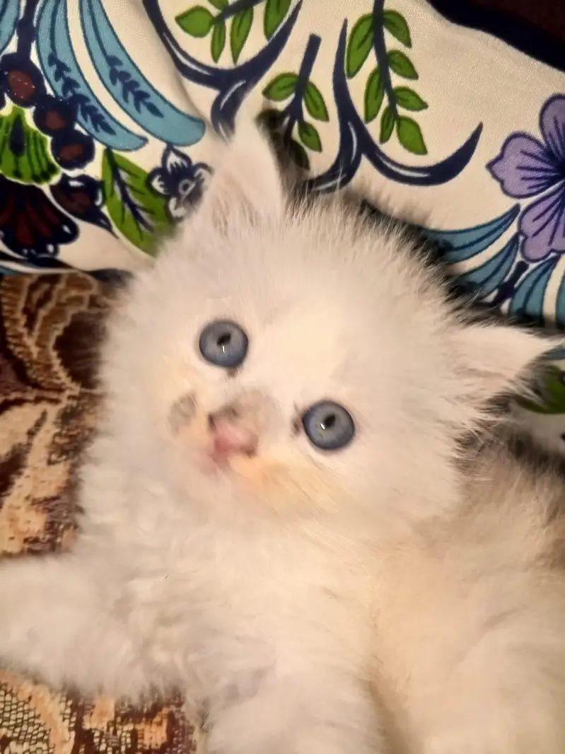 Persian kittens available tripple coated active — photo 8