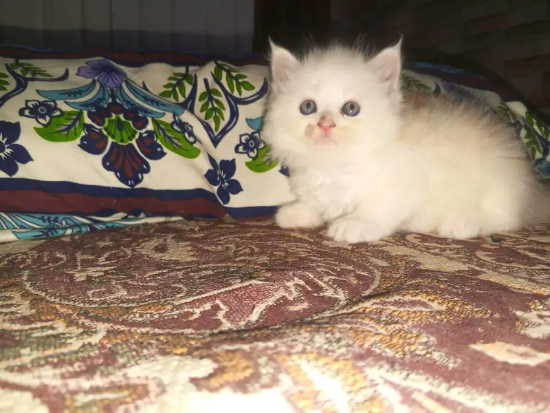Persian kittens available tripple coated active — photo 9