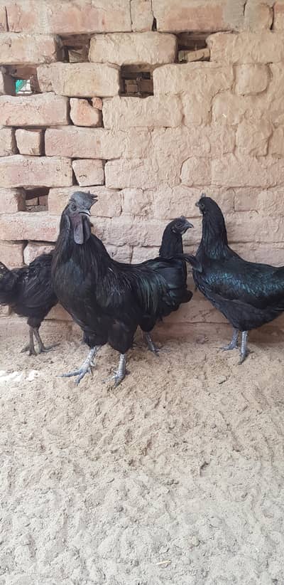 Ayam Cemani Hens and Rooster