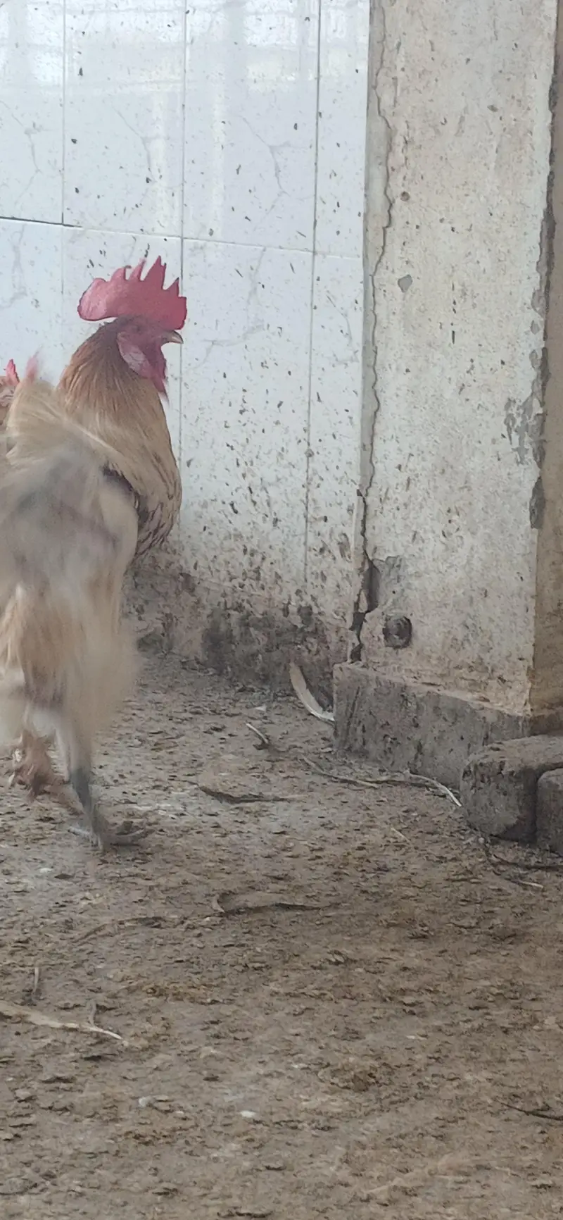 Goldem misri Murgy — photo 7