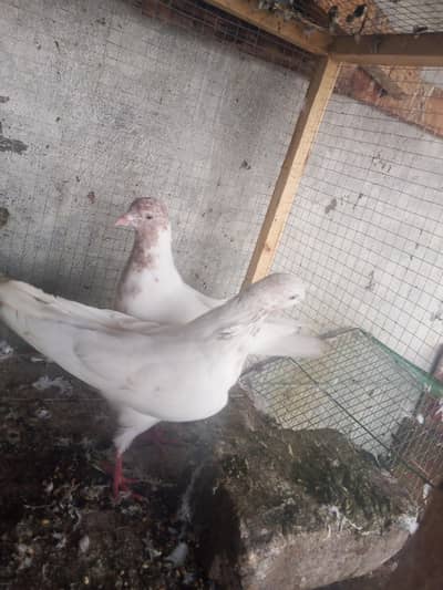 Galva Breeder Pair