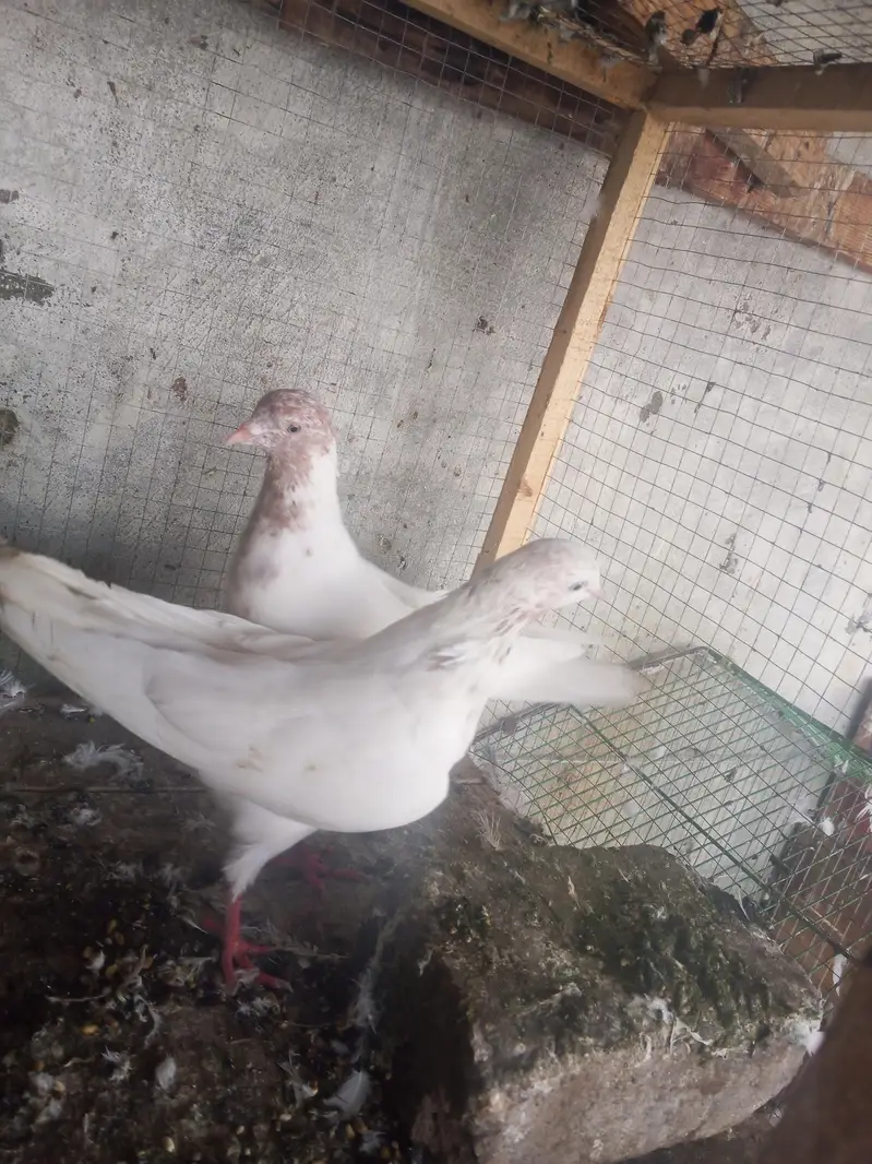 Galva Breeder Pair