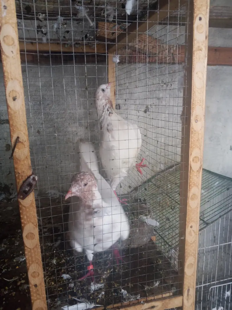 Galva Breeder Pair — photo 2