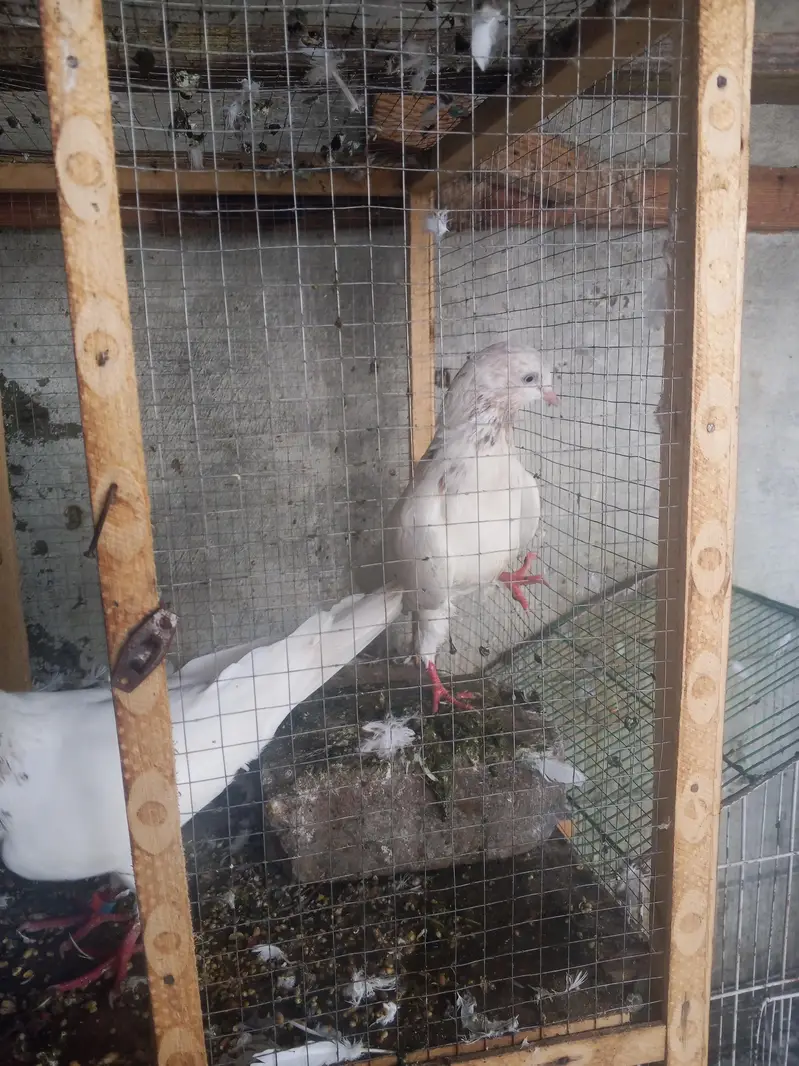 Galva Breeder Pair — photo 3