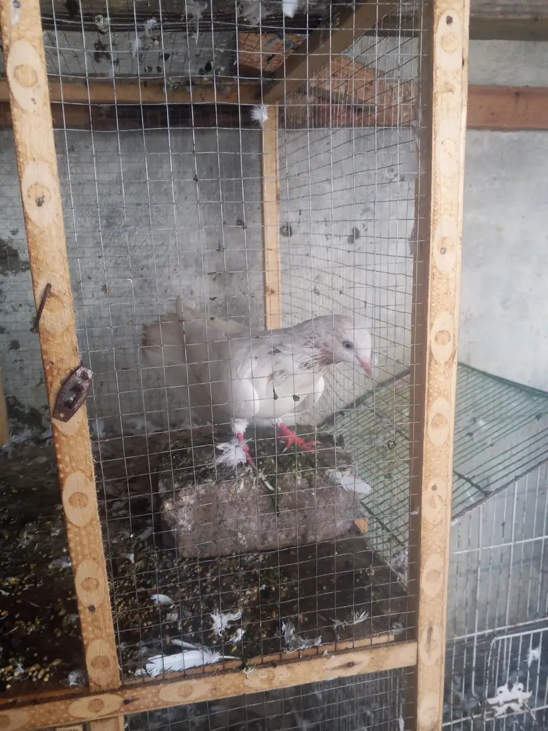 Galva Breeder Pair — photo 4