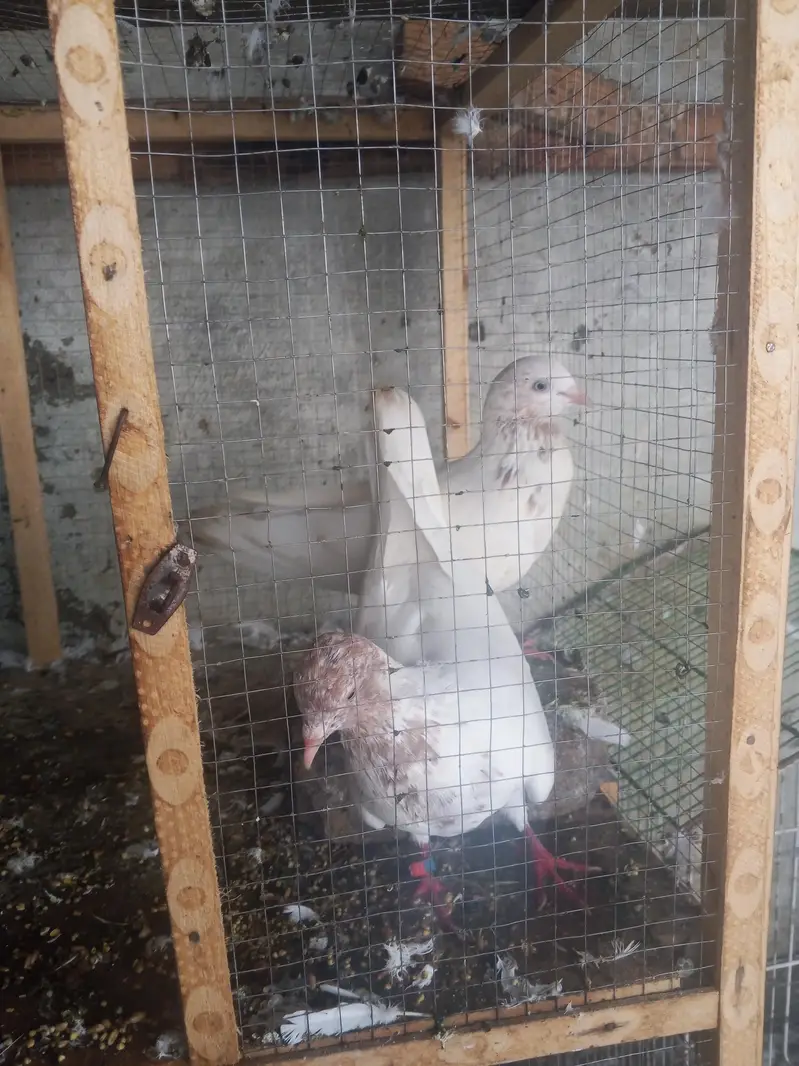 Galva Breeder Pair — photo 5