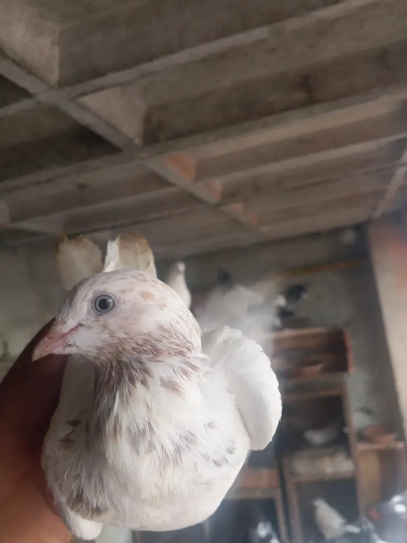 Galva Breeder Pair — photo 7