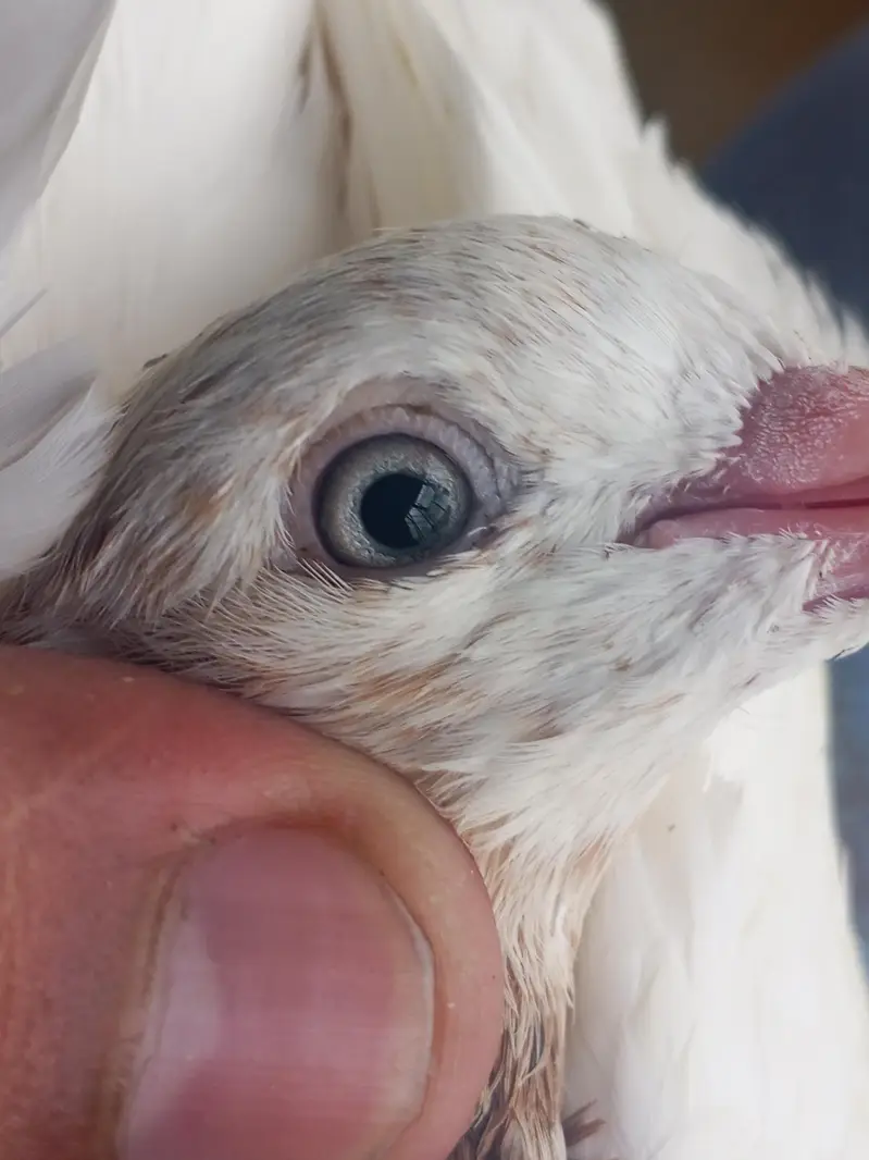 Galva Breeder Pair — photo 10