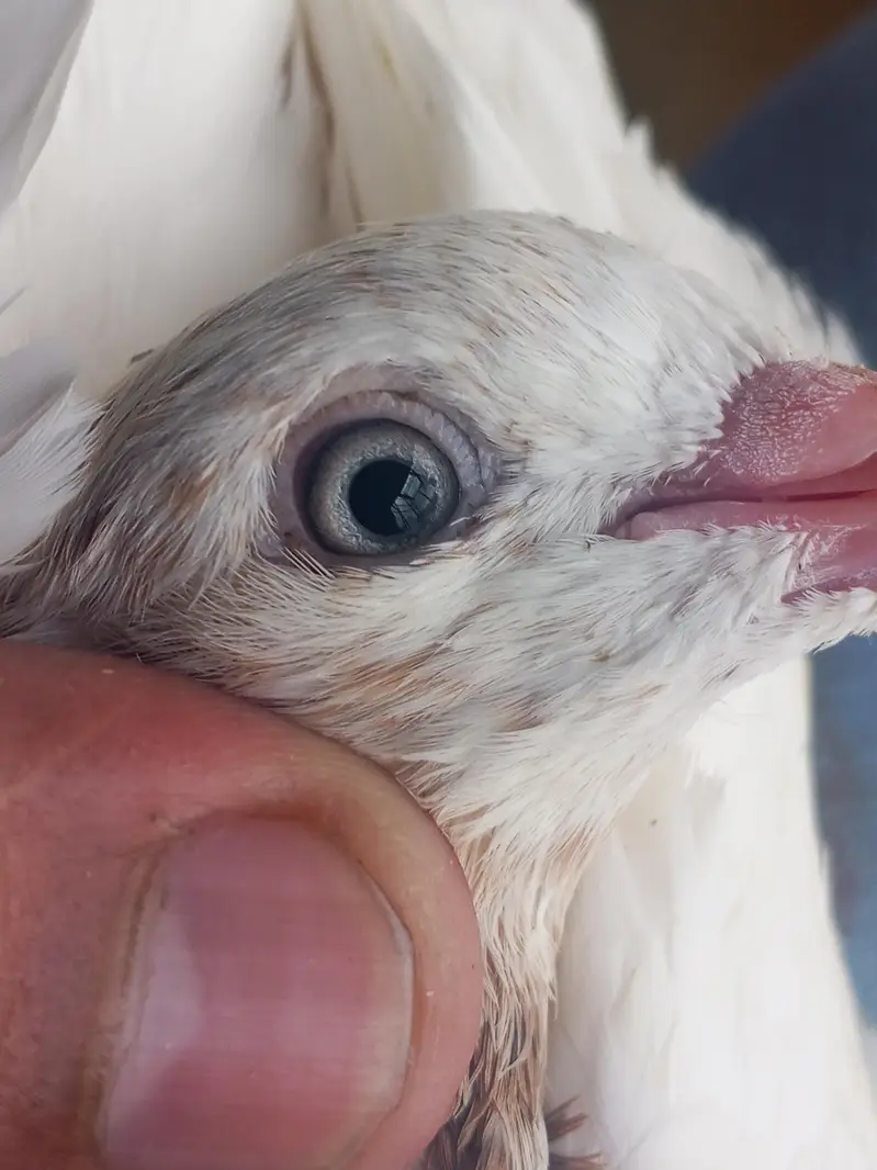 Galva Breeder Pair — photo 11