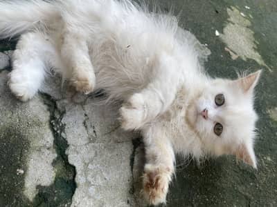 Persian kitten