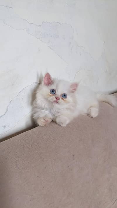 Persian Female Blue Eyes Triple Coated Punch Face Kitten for Sale