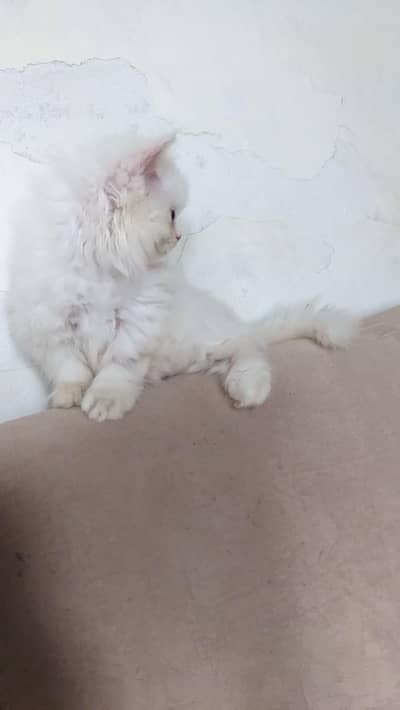 Persian Female Odd Eyes Triple Coated Punch Face Kitten for Sale