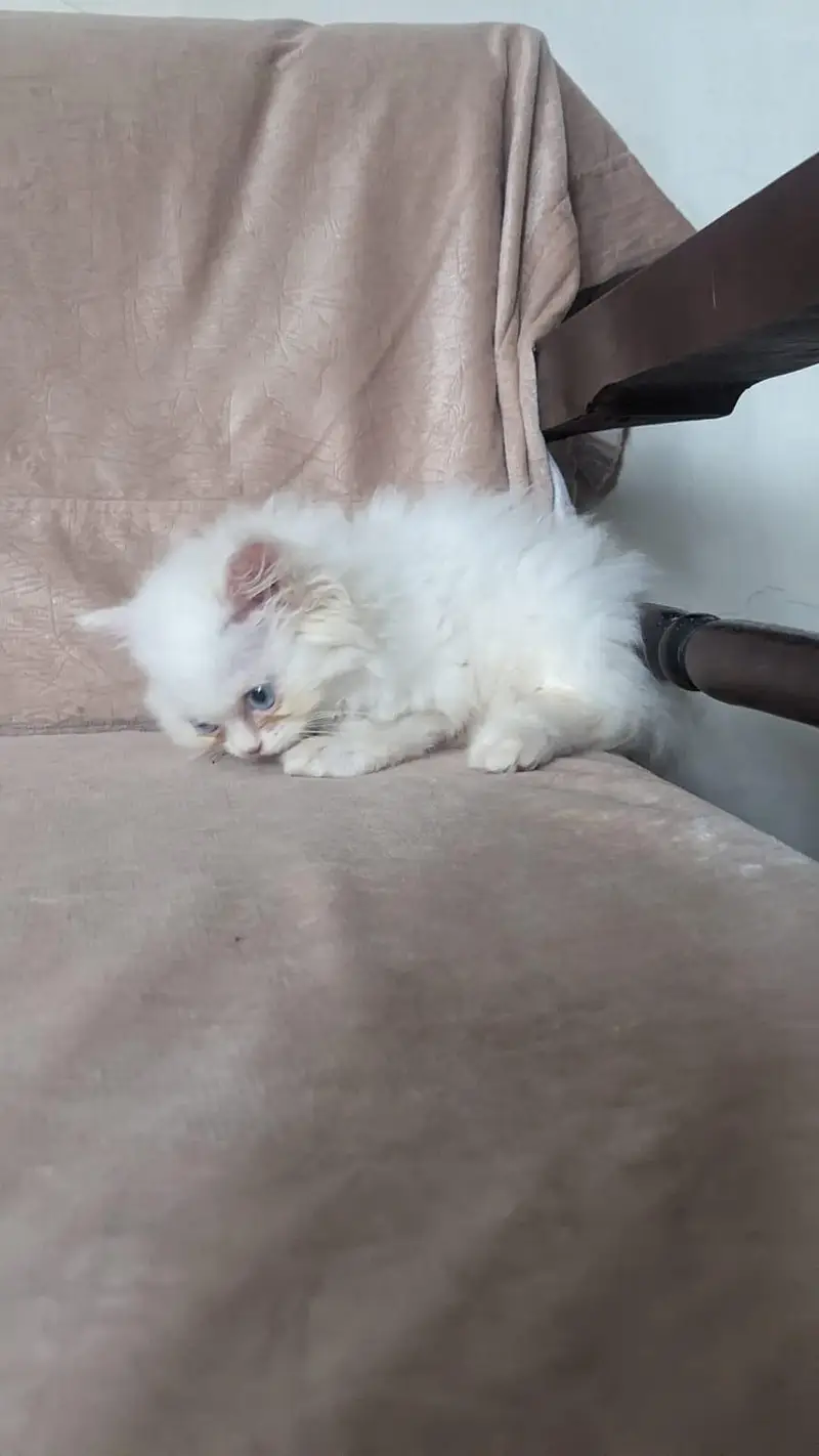 Persian Female Blue Eyes Triple Coated Punch Face Kitten for Sale — photo 3
