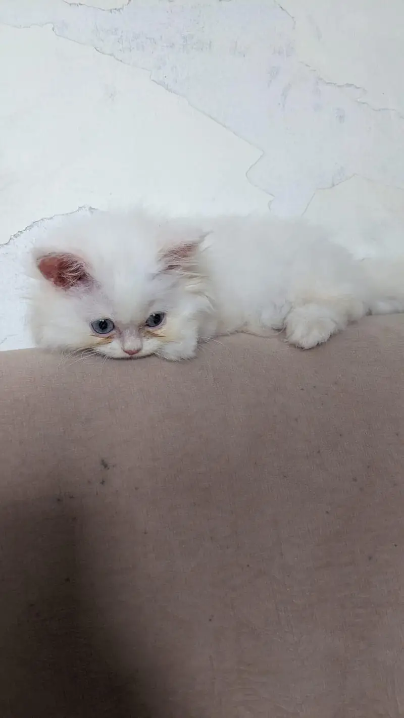 Persian Female Blue Eyes Triple Coated Punch Face Kitten for Sale — photo 4