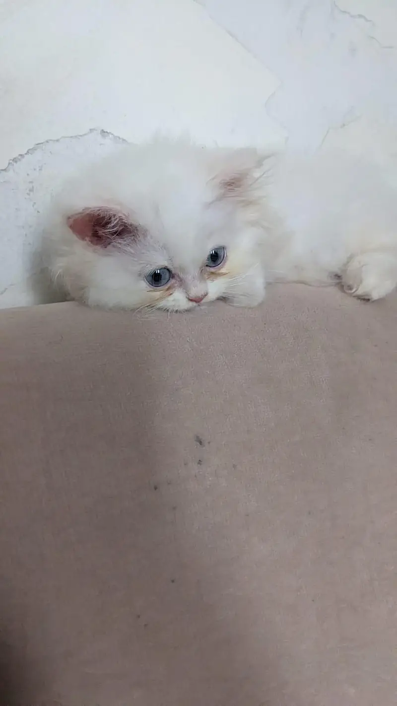Persian Female Blue Eyes Triple Coated Punch Face Kitten for Sale — photo 5