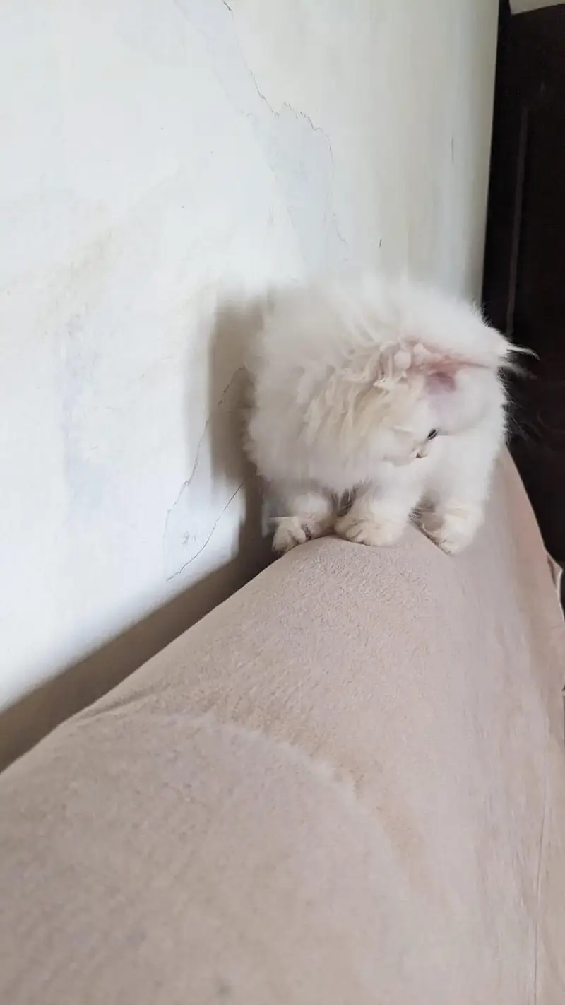 Persian Female Blue Eyes Triple Coated Punch Face Kitten for Sale — photo 6