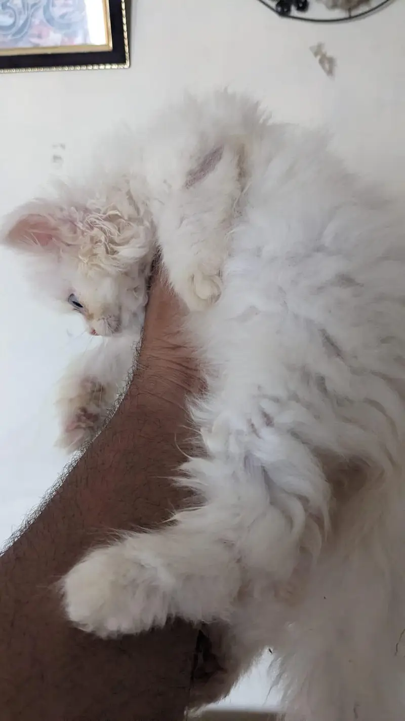 Persian Female Blue Eyes Triple Coated Punch Face Kitten for Sale — photo 7