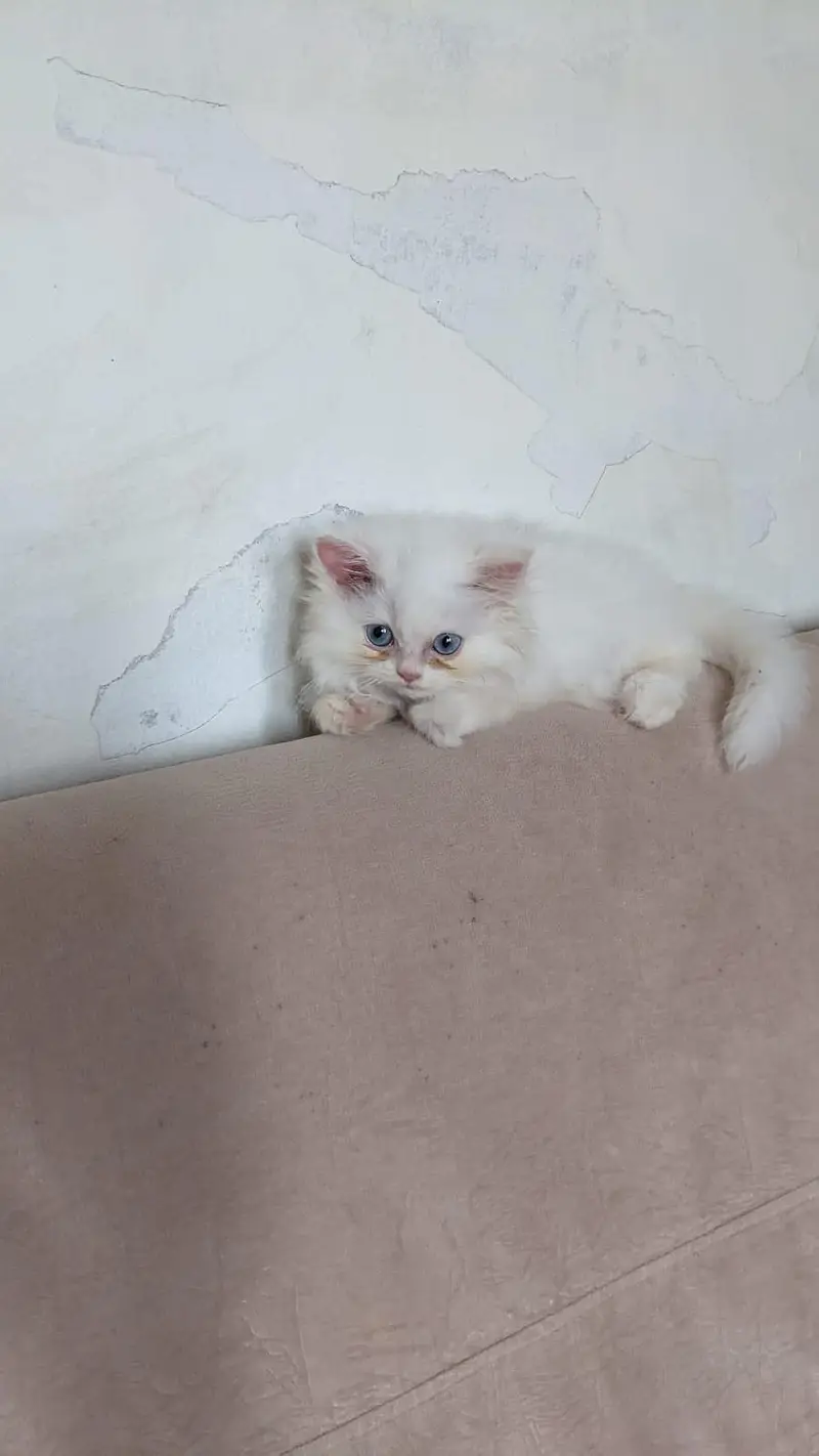 Persian Female Blue Eyes Triple Coated Punch Face Kitten for Sale — photo 8