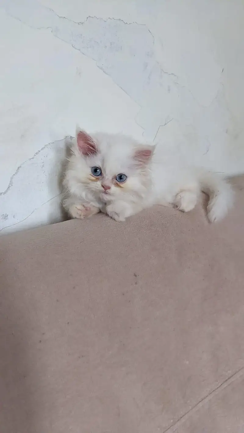 Persian Female Blue Eyes Triple Coated Punch Face Kitten for Sale — photo 10