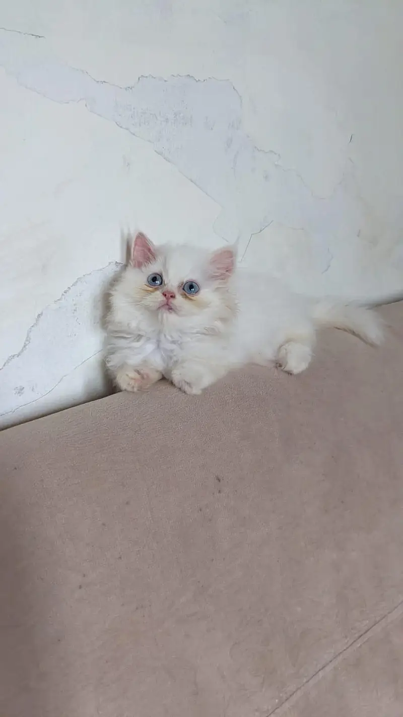 Persian Female Blue Eyes Triple Coated Punch Face Kitten for Sale — photo 11