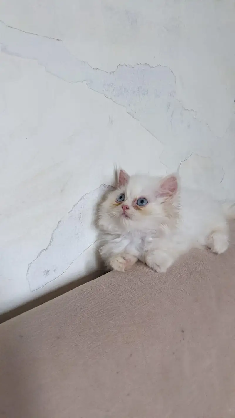 Persian Female Blue Eyes Triple Coated Punch Face Kitten for Sale — photo 12