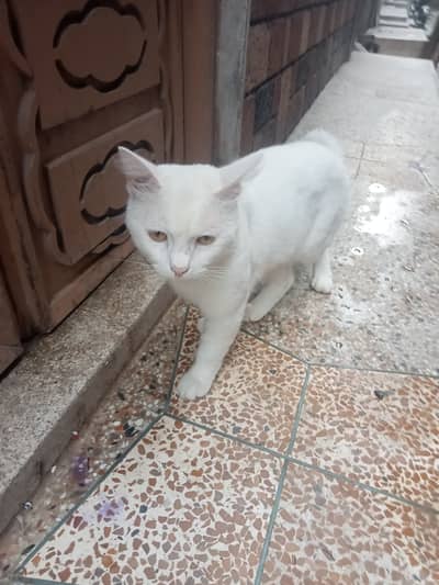 Russian male cats