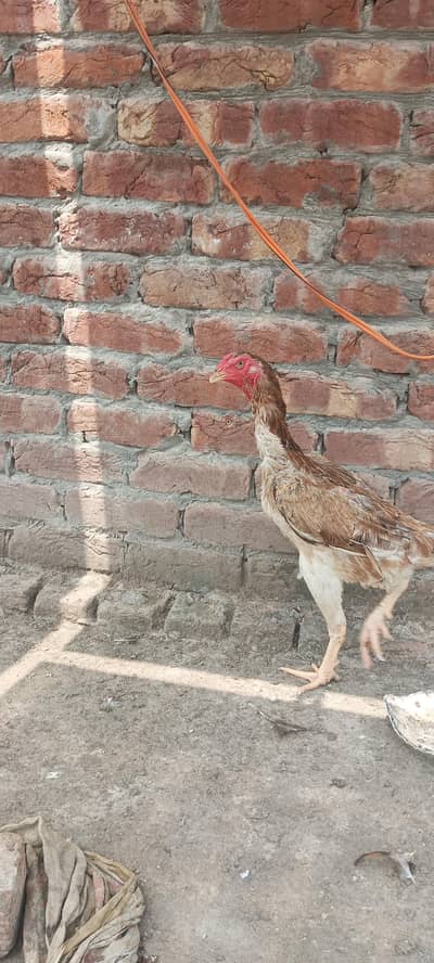1 lakha shamo murga 2 murgiyan 50k