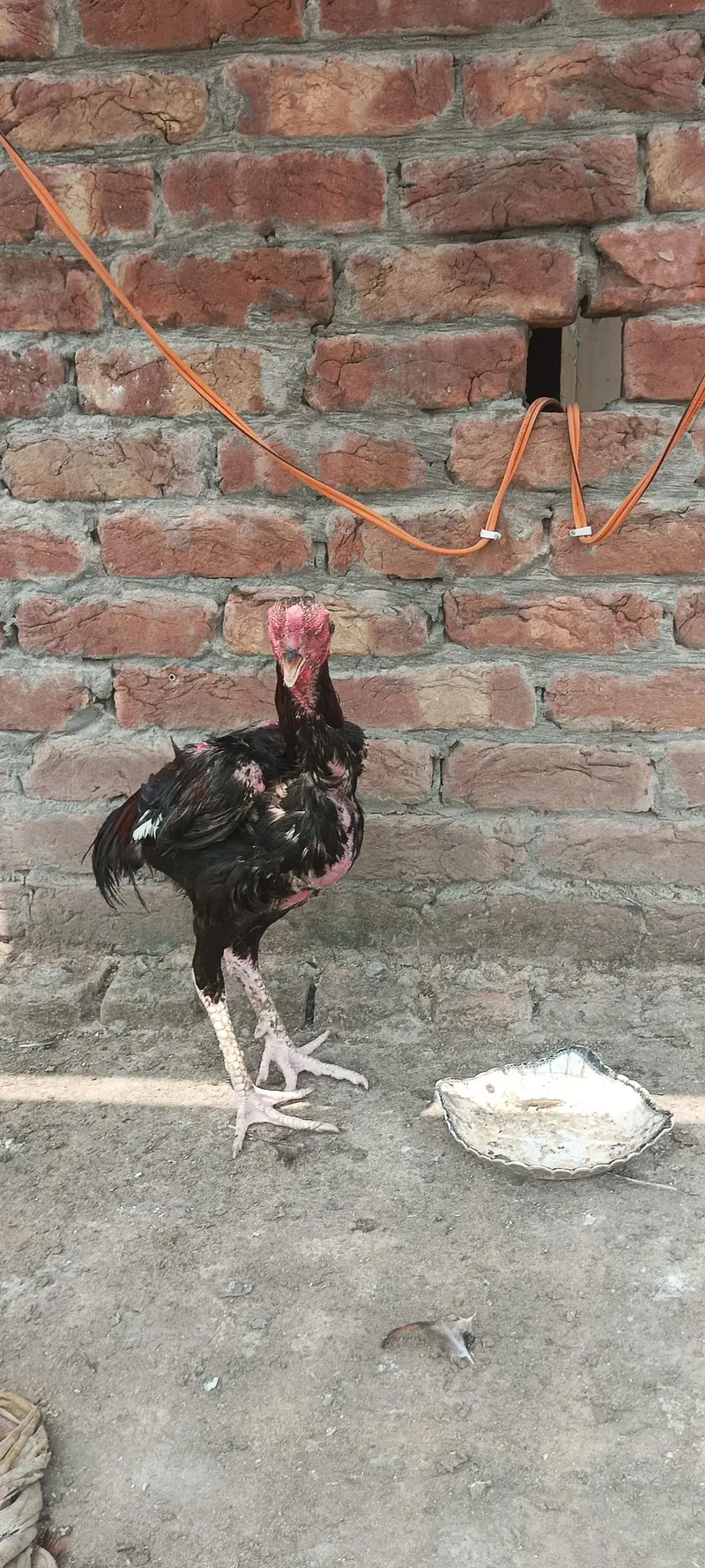 1 lakha shamo murga 2 murgiyan 50k — photo 3