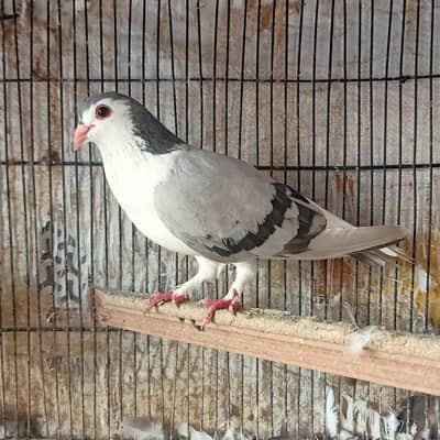 Silver Sherazi  Breder Female For sale