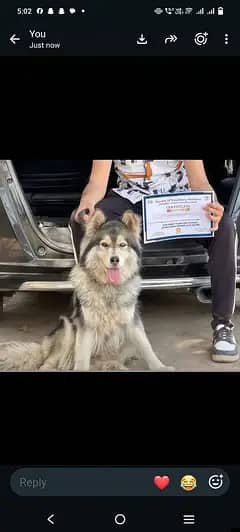 fully friendly and trained