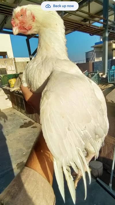 kandari female