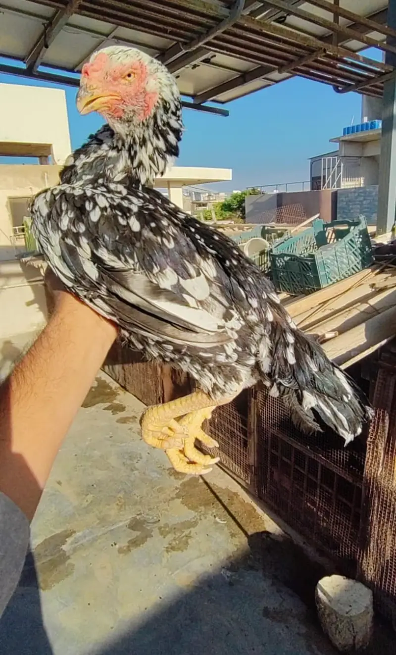 kandari female — photo 3