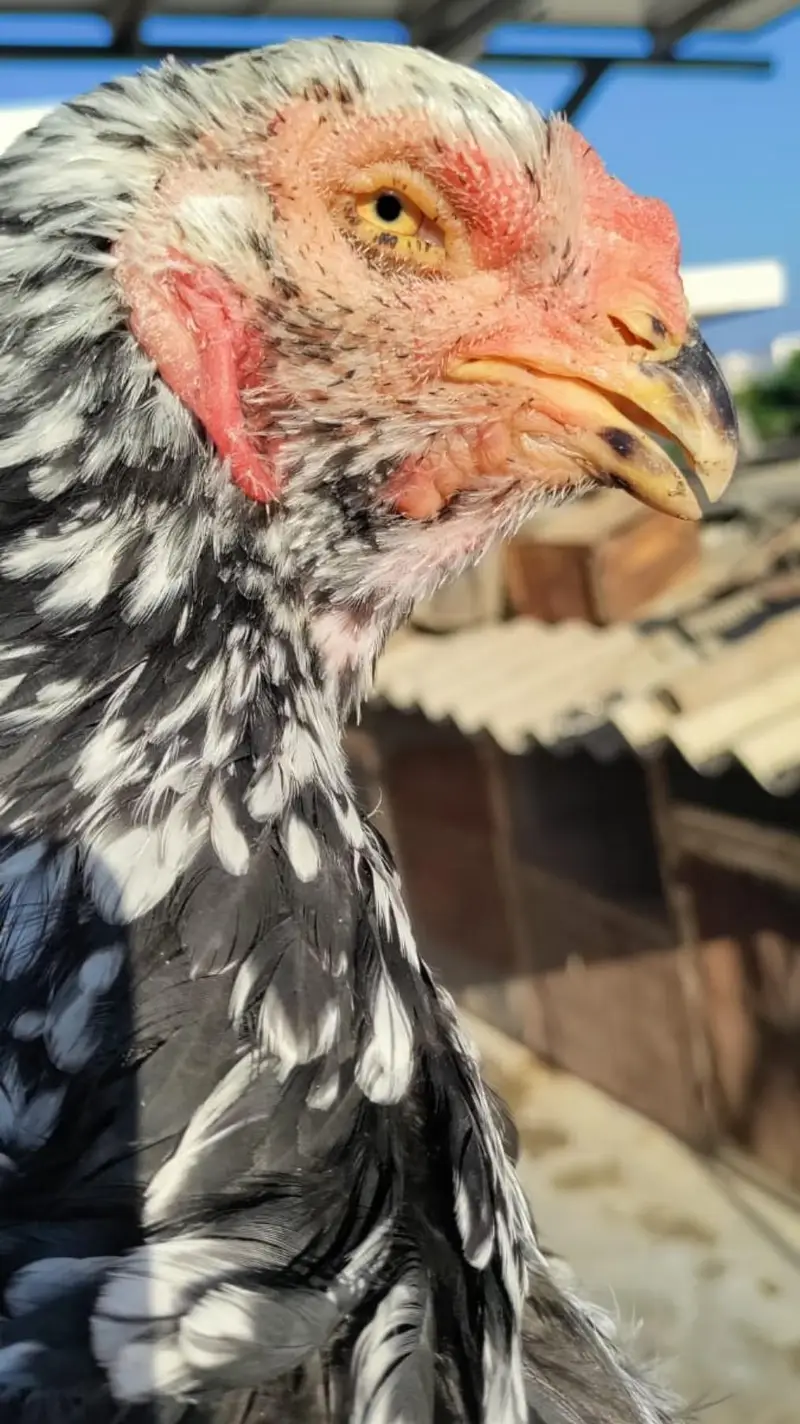 kandari female — photo 4
