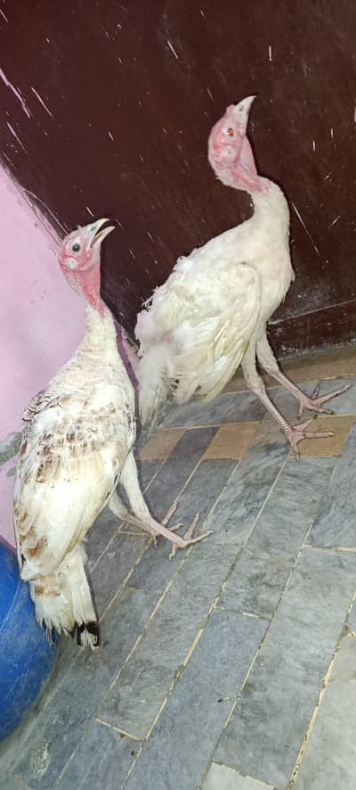 Turkey Hens