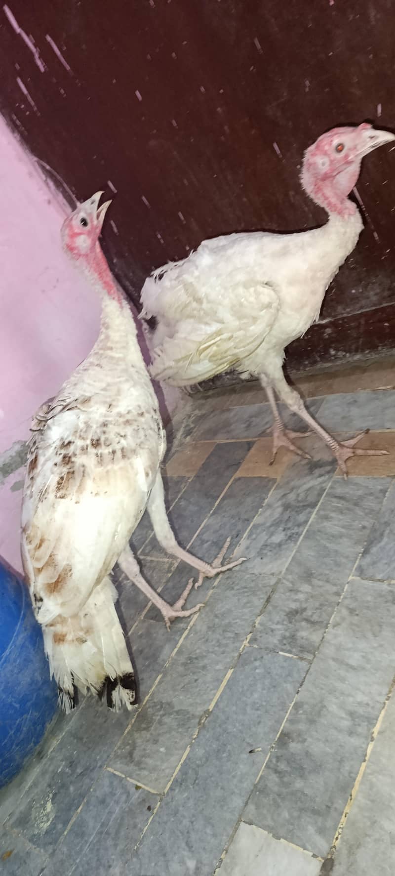Turkey Hens 1