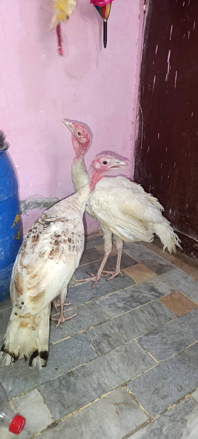 Turkey Hens 2