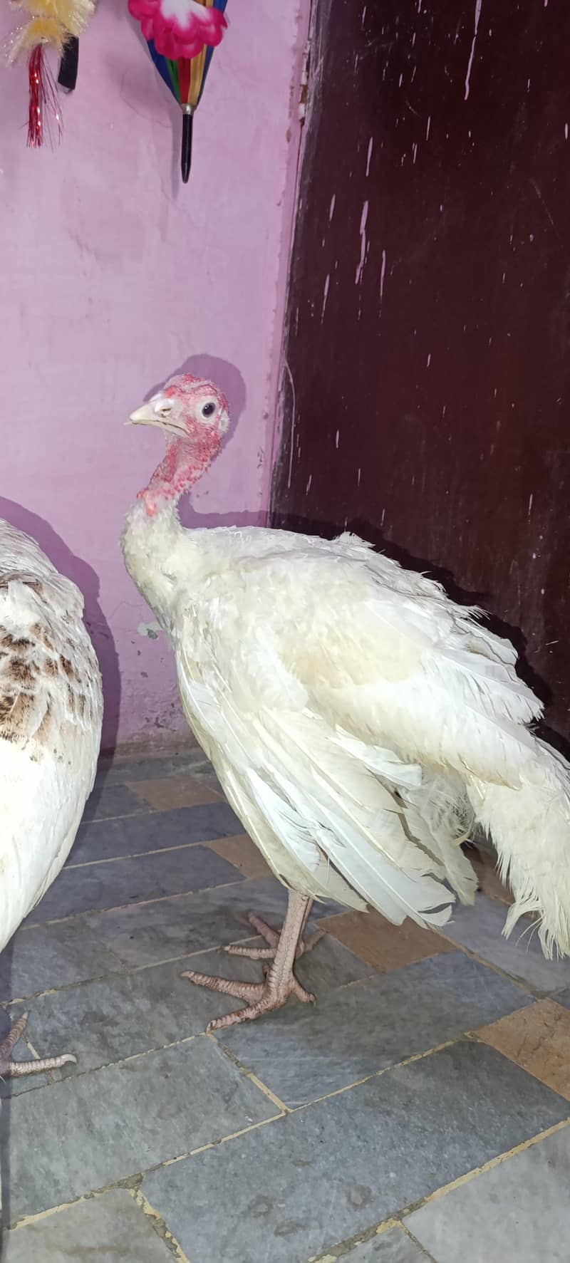 Turkey Hens 4