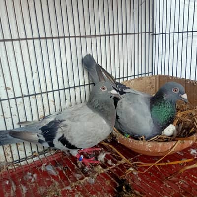 Qasad Breder pair  For Sale