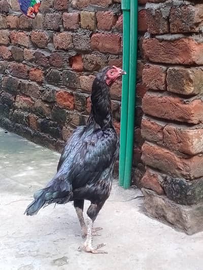 Breedr Female