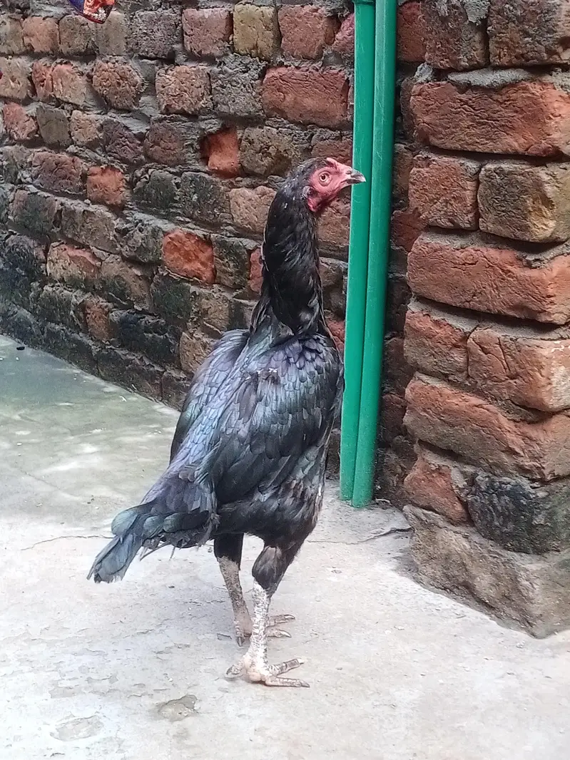 Breedr Female — photo 2