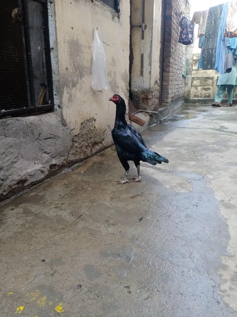 Breedr Female — photo 3