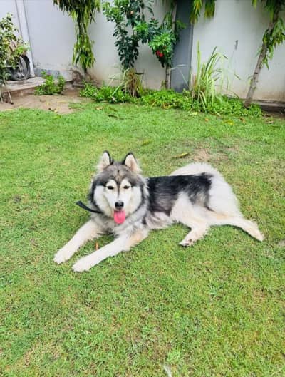 2 years old fully trained husky female up for sale fully active